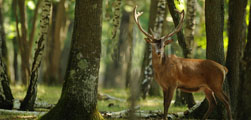 documentaire animalier, social, pour les entreprises, associations